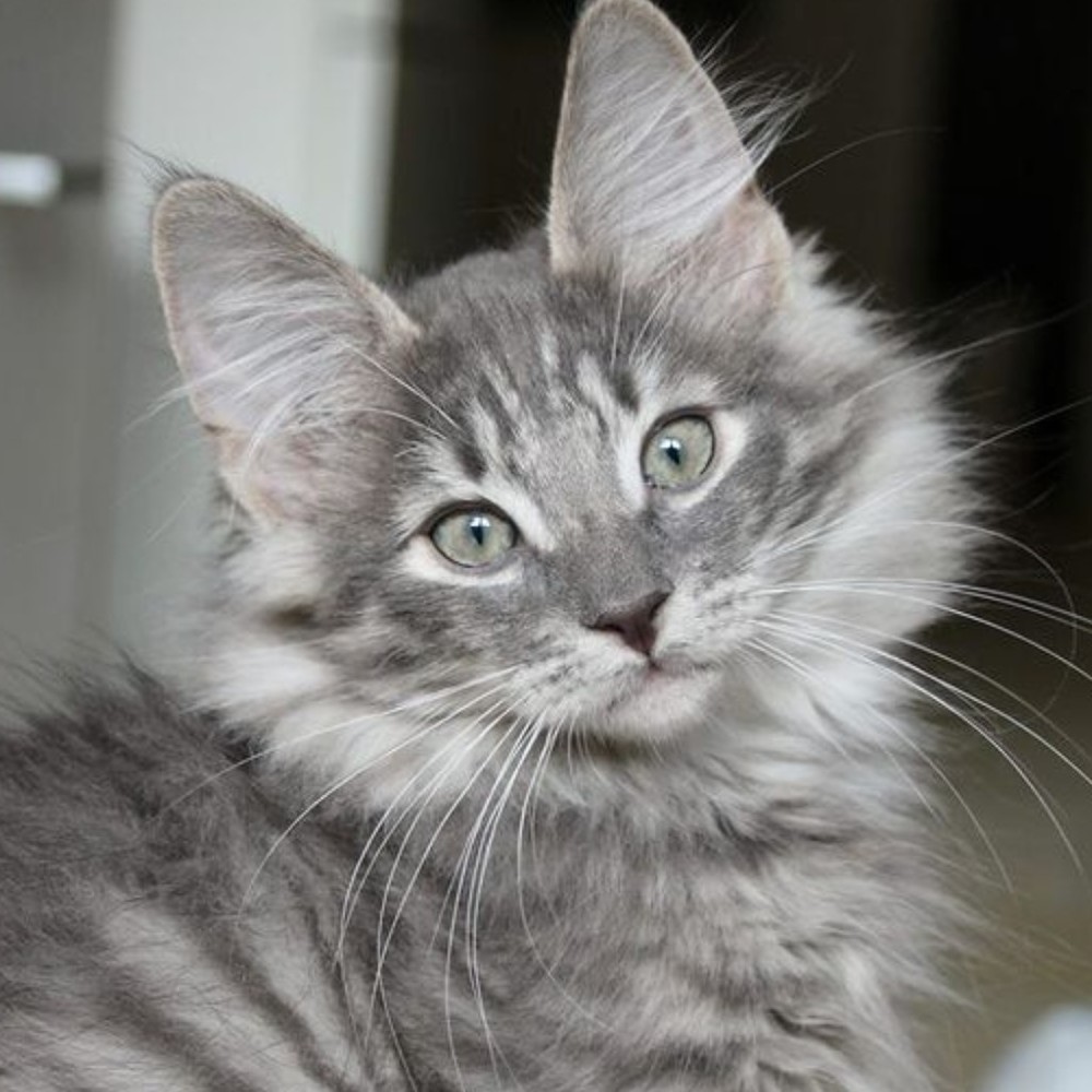 Meet your Posher, Ivy